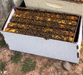 Bees on a honeycomb frame inside a white box on a natural background.