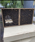 Hive package with bees on a wooden surface outdoors.