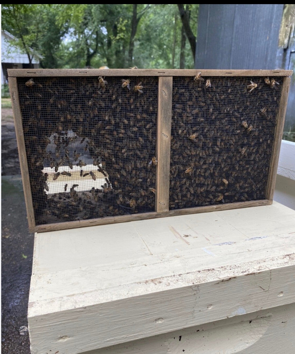 Hive package with bees on a wooden surface outdoors.